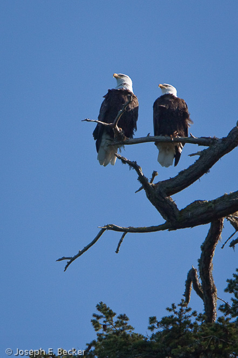 Bald Eagles